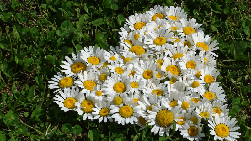 flower-flowers-216290.jpg